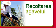 recoltarea agavelui